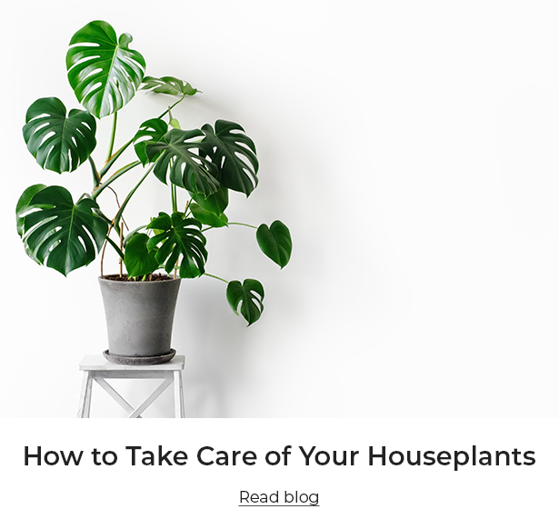 How to Care for Your Houseplants